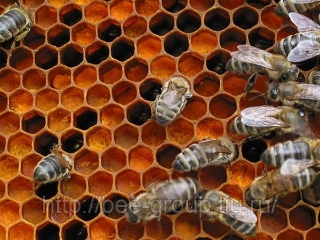 Перга пчелиная